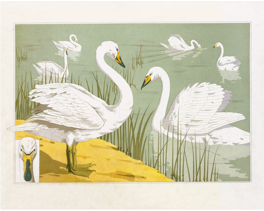 Cisne modernista | Verneuil El animal en la decoración | Arte de aves acuáticas | Impresión de Historia Natural ? Decoración vintage moderna | Regalo ecológico