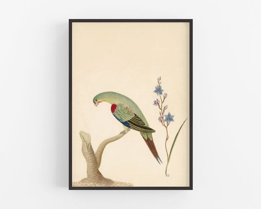 Arte antiguo de chorlitos y flores | Pájaros y plantas del siglo XVIII | Impresión de historia natural | Decoración animal | Vintage moderno | Regalo ecológico
