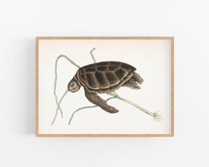 Arte de tortugas vintage | Impresión de Mark Catesby | Arte mural de animales | Ilustración de historia natural | Agua, animal del océano | Pintura del siglo XVIII