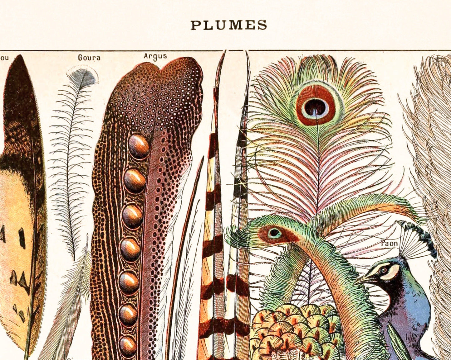 Lámina de plumas francesas | Plumas y pájaros antiguos | Ilustración del diccionario Le Larousse | Adolphe Millot | Arte mural de historia natural
