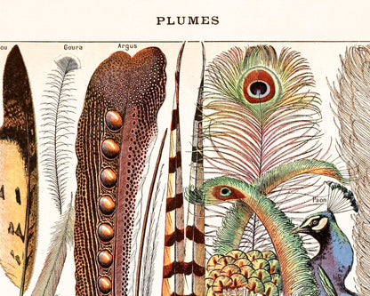 Lámina de plumas francesas | Plumas y pájaros antiguos | Ilustración del diccionario Le Larousse | Adolphe Millot | Arte mural de historia natural