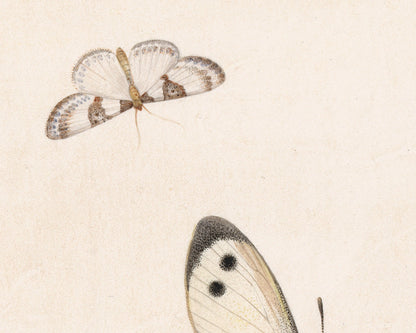 Impresión artística de insectos antiguos | Ilustración antigua de abejas y mariposas | Arte mural de historia natural | Pieter Withoos | Arte del siglo XVII