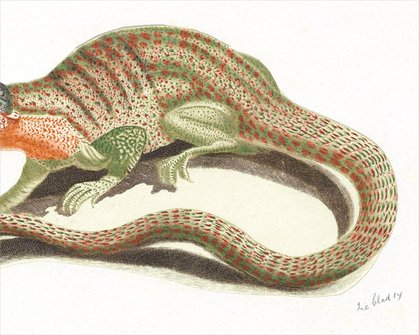 Lámina de arte vintage de lagarto | Arte mural de reptiles | Ilustración animal del siglo XVII