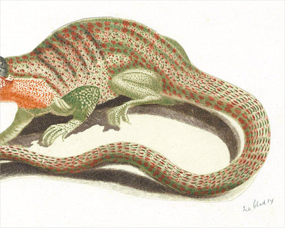 Lámina de arte vintage de lagarto | Arte mural de reptiles | Ilustración animal del siglo XVII