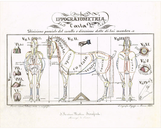 Ilustración anatómica antigua | Anatomía del caballo | Hipografimetría | Infografía italiana antigua | Regalo para veterinarios y médicos